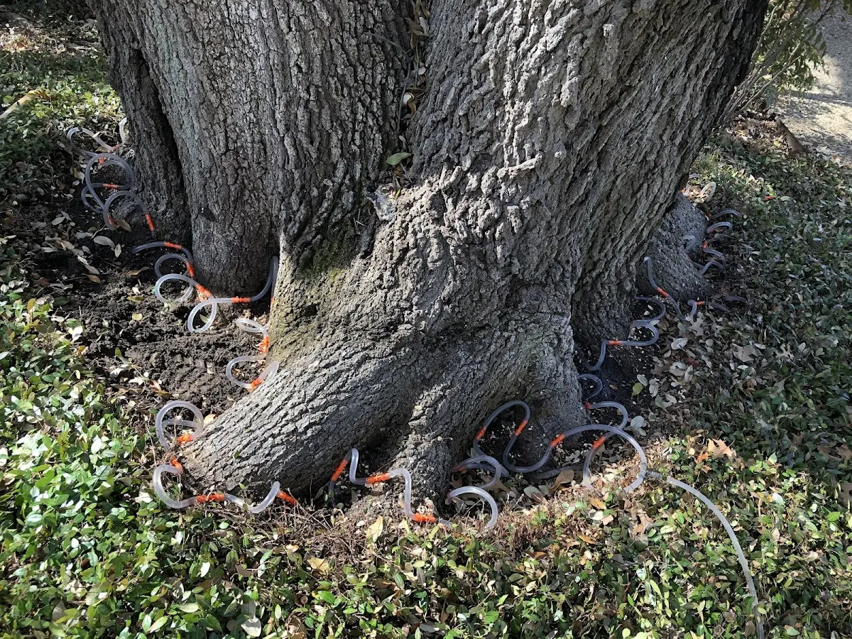 Detailed Shrub and Hedge Trimming job site in Hankamer