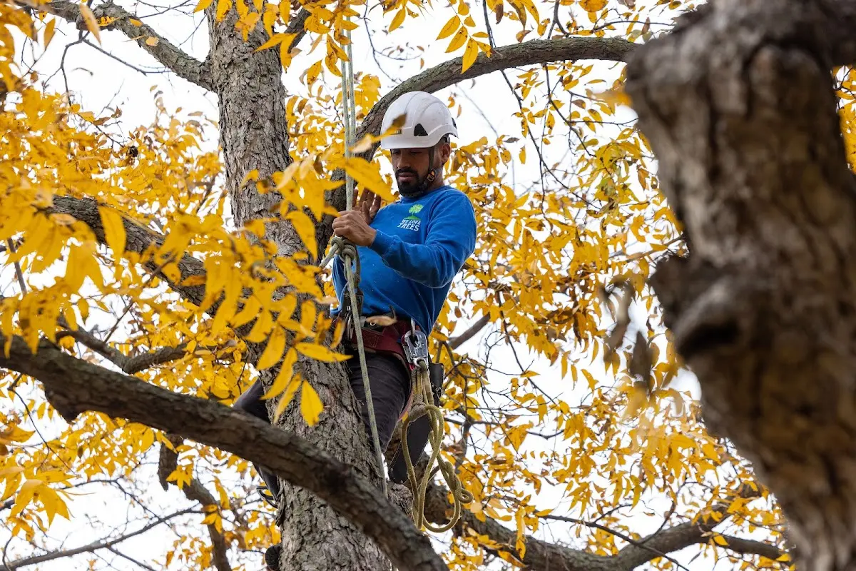 Skilled Tree Trimming crew working in Hankamer